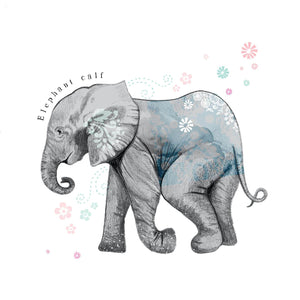 Elephant Calf